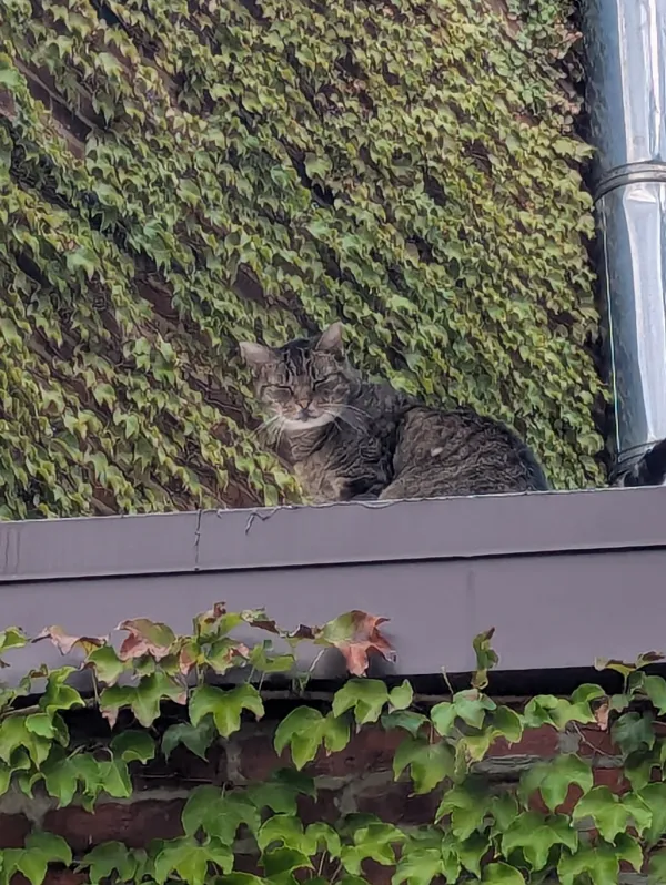 Close-up of a tabby cat with half-closed eyes resting on a roof ledge in front of a wall of ivy